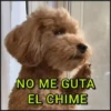 🐾⋆Perros|Dogs|Perritos🐾° 8