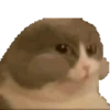Gatinho 25