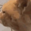 Reações | reactions 🐶🐈 7