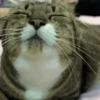 FuNnY CaTs ✨🐱 15