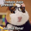 Hámsters divertidos!🐹 5
