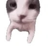🧿Ramdon locos🐈😆 29