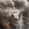 Gatos FoFoS 7