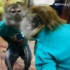 Monos y changuitos 9 🦧🦍🐒 5