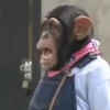 Monos burlones 10