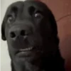 Memes de Cachorro engraçado 10
