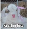 Funny Goat 🐐 14