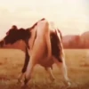 Vaca bailando 🐮 9