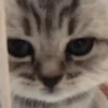 🌈🐈‍⬛✨️Gatos Funny Mood✨️🐈‍⬛🌈 15