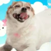 Cachorro meme 8