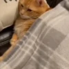Ay mi gatito miau 😺Don Ramón🗣️ 29