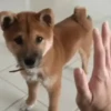 Dogs. | @ocenferios  Haki. 7