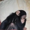 Monky amigos oficial 🐵 17