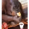 Monky amigos oficial 🐵 20