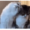 Gatos FoFoS 24