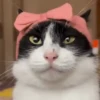 FuNnY CaTs ✨🐱 16