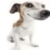 Reações do cão 2