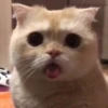 Gatitos pa tu Chat 2😹😻 14
