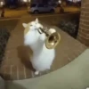 Gatos  18