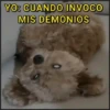 🐾⋆Perros|Dogs|Perritos🐾° 14