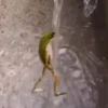 Rana saltando 🐸 6