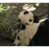 Pandaa 🐼 11