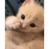 🌈🐈‍⬛✨️Gatos Funny Mood✨️🐈‍⬛🌈 14