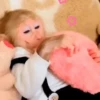 एनिमेटेड नन्हे बंदर 🐵 12