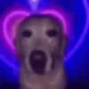 Dog with Heart Lights