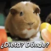 Hámsters divertidos!🐹 6