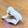 Gatos 2 17