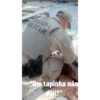RIGADA ILITAR "Um tapinha não doi!!"