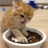 Gatitos pa tu Chat 2😹😻 9