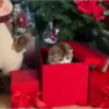 Pets no natal 11