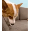 Cachorro meme 7
