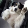 Cachorro meme 15