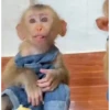 Más Monkys 🐵 9