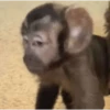 Macaco | Reações  8