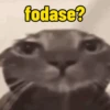 Reactions de gatin 13