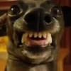 Memes de Cachorro engraçado 27
