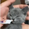 Gatos FoFoS 6