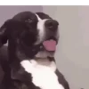 MEMES ANIMADOS ❤️ 11