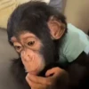 Monky amigos oficial 🐵 6