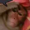 Monos burlones 6