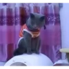 99% gatos 🐈parte ✌️🐱 12