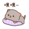 Kucing gemuy 13