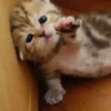 🌈🐈‍⬛✨️Gatos Funny Mood✨️🐈‍⬛🌈 23