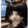 GATOS ANIMADOS ❤️🐈 12