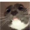 GATOS ANIMADOS ❤️🐈 13