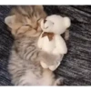🌈🐈‍⬛✨️Gatos Funny Mood✨️🐈‍⬛🌈 20